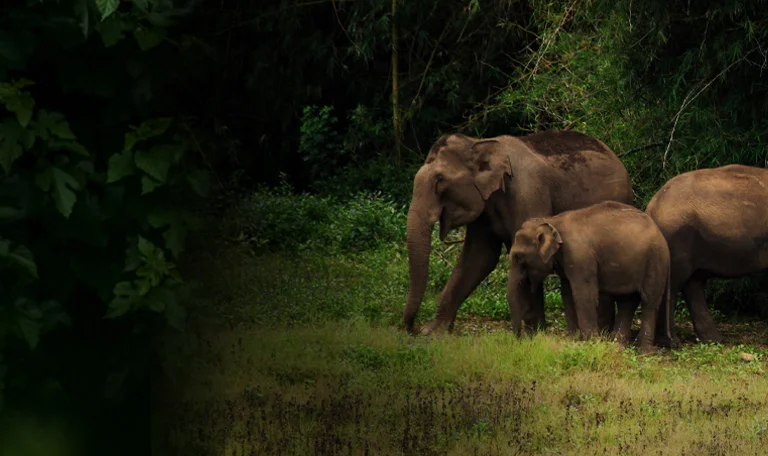 wildlife visit
